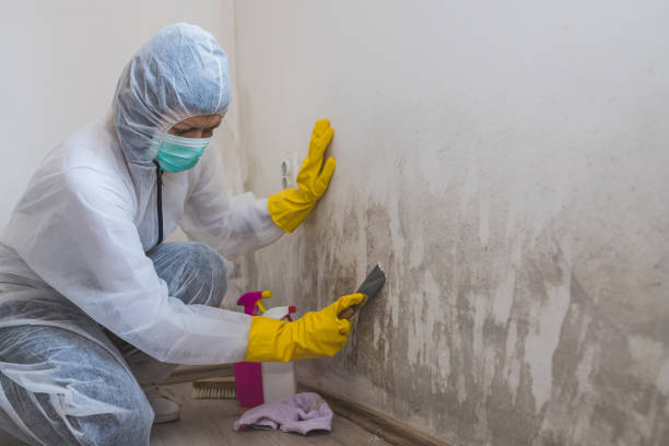 Best Mold Remediation for Healthcare Facilities  in Morrisville, VT